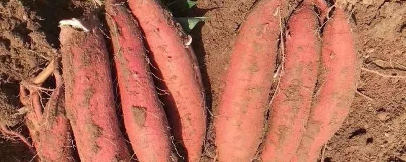 板栗红薯的种植技术，合理密植是红薯高产的关键