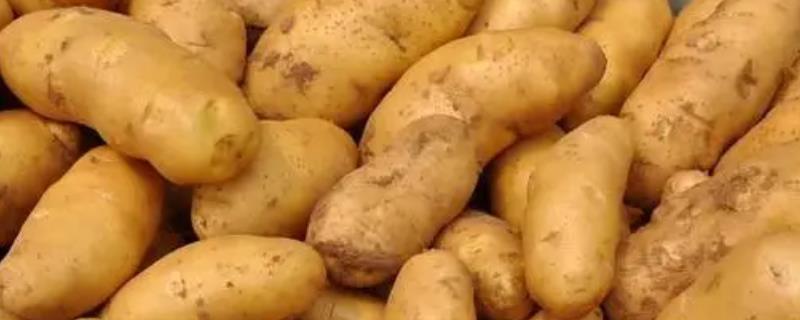 土豆的种植方法，选择两年未种植过土豆的地块进行种植