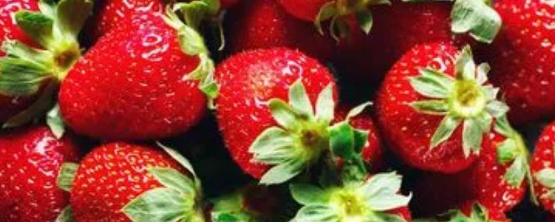 草莓的需肥标准，不同生长期的需肥标准不同