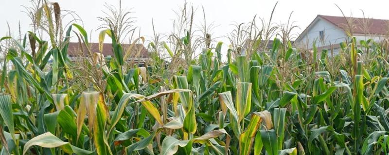 玉研721玉米品种简介，种植密度每亩5000株