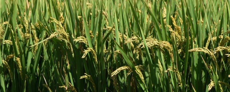 静宁13号小麦品种简介，适宜播种期9月中下旬
