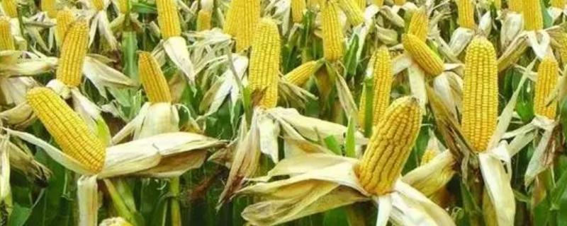 斯泰112玉米品种简介，种植密度每亩5000株