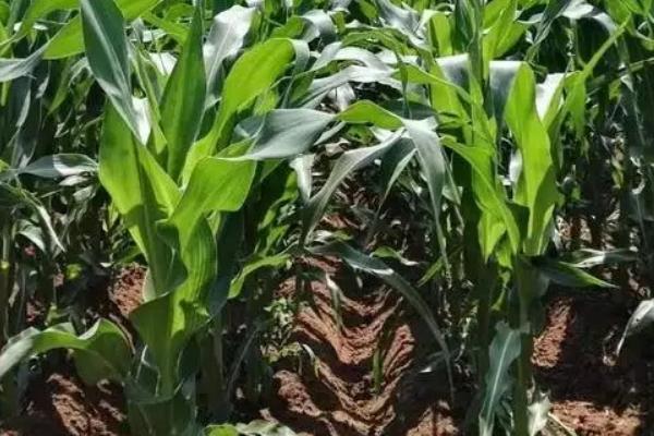 斯泰112玉米品种简介，种植密度每亩5000株