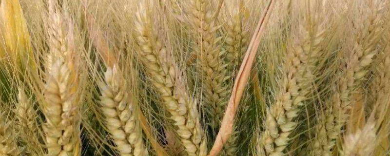 中梁40号小麦种简介，适宜播种期9月20日～28日