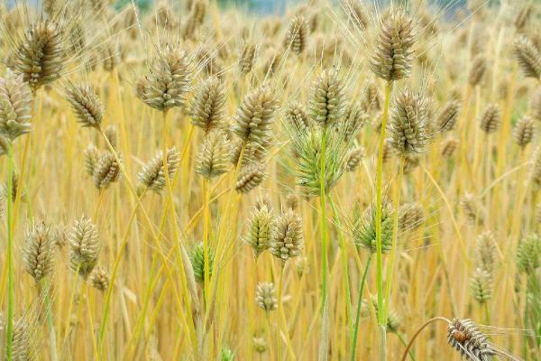 中梁44号小麦种子特点，每亩适宜基本苗30～35万