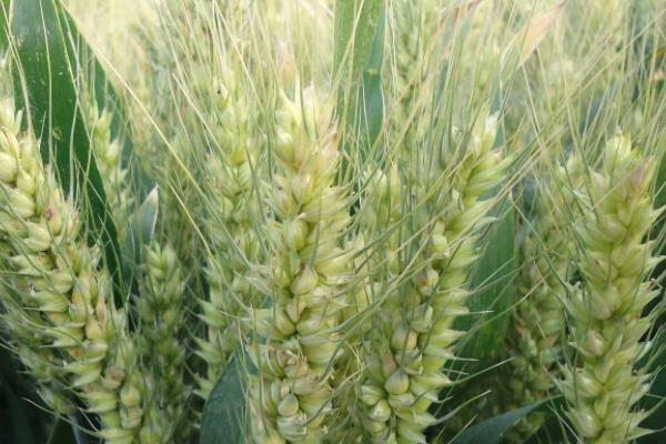 陇育12号小麦种子特征特性，生育期274天
