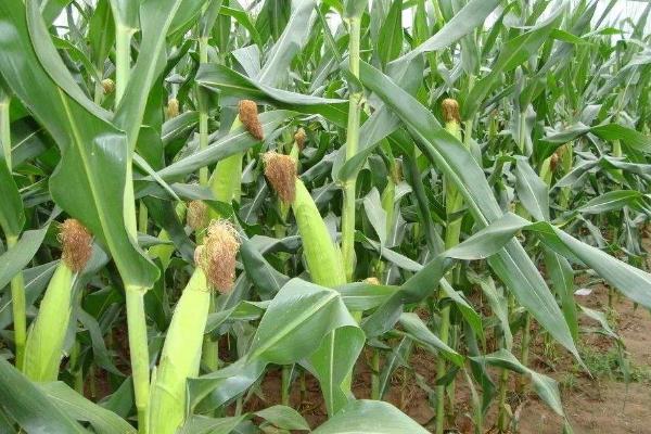 金博士66玉米种子介绍，中等肥力以上地块栽培