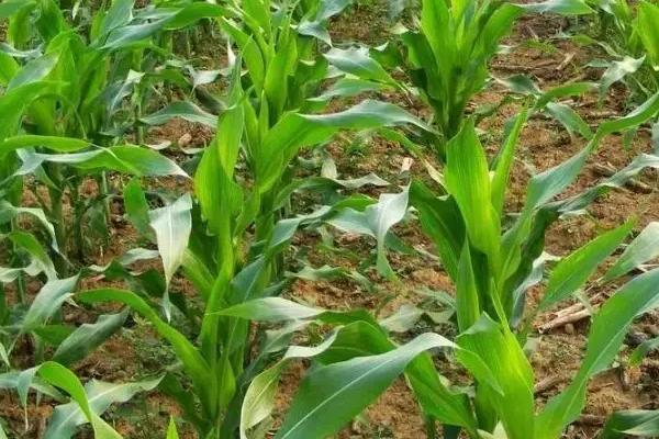 鲁星糯1号玉米种子特点，注意及时防治病虫害