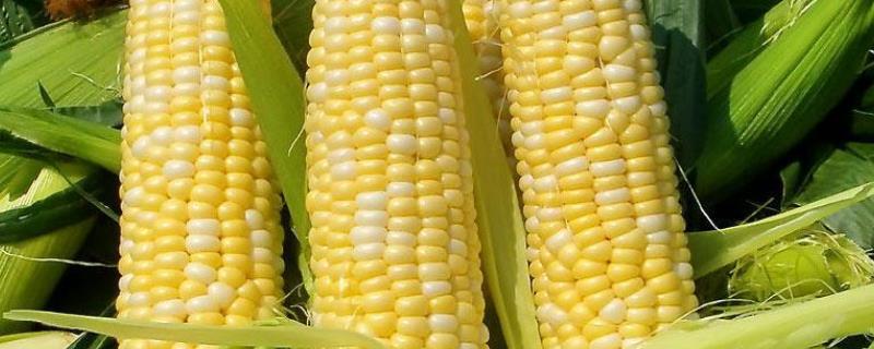 鲁星糯1号玉米种子特点，注意及时防治病虫害