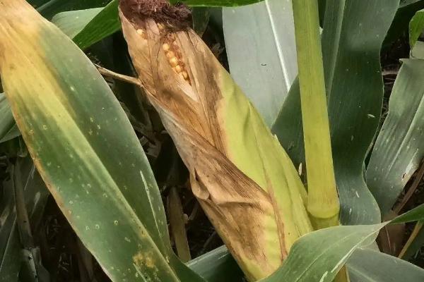 HY3862玉米种简介，注意防治大斑病和纹枯病