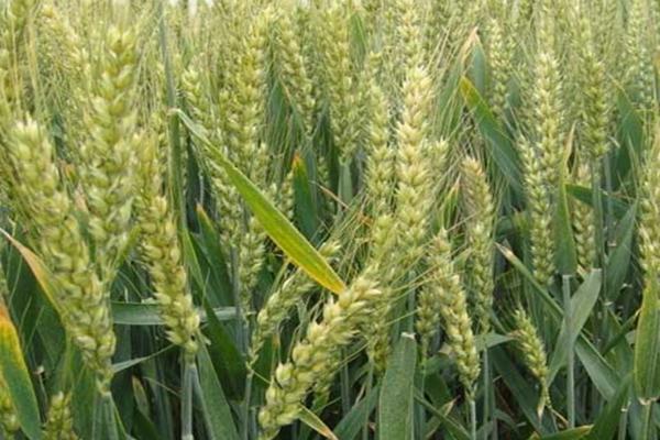 粮春1354小麦种子特征特性，该品系生育期101d
