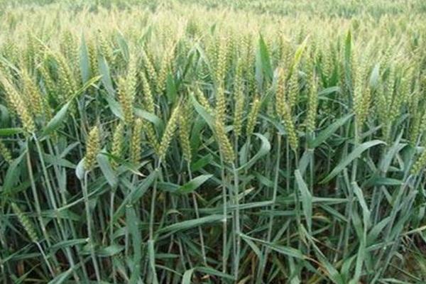 粮春1354小麦种子特征特性，该品系生育期101d