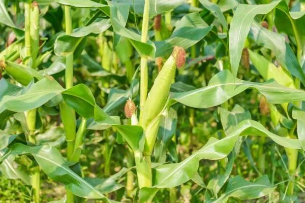 HY3862玉米种简介，注意防治大斑病和纹枯病