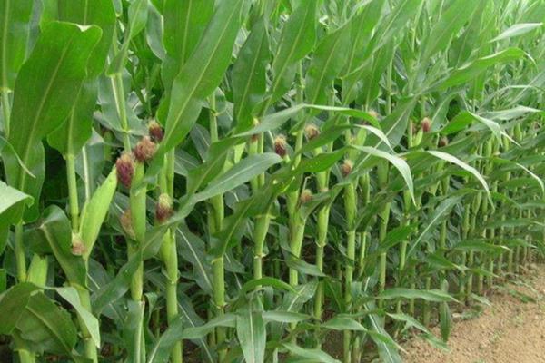 东科301玉米种简介，种植密度为5000株/亩