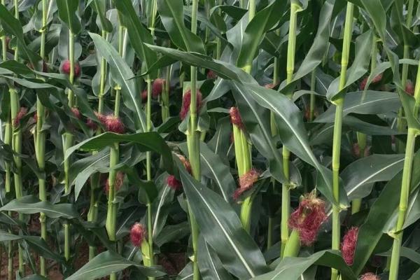 中科玉513玉米品种的特性，5月下旬至6月中上旬播种