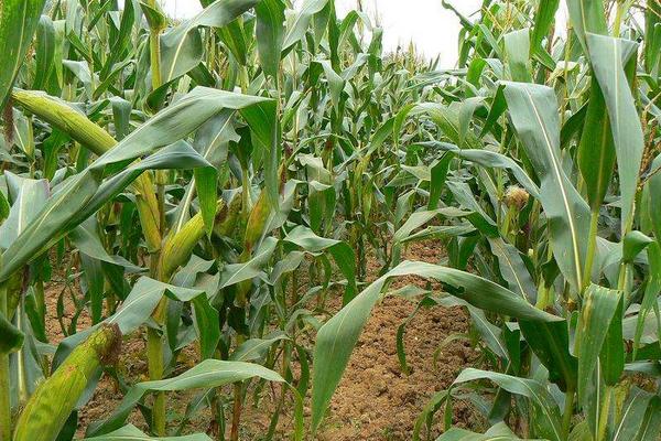 禾创5号玉米种子特征特性，播种宜采用营养块（球）育苗