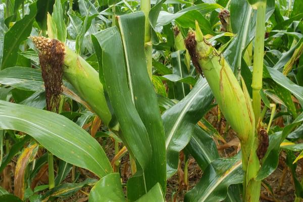禾创5号玉米种子特征特性，播种宜采用营养块（球）育苗