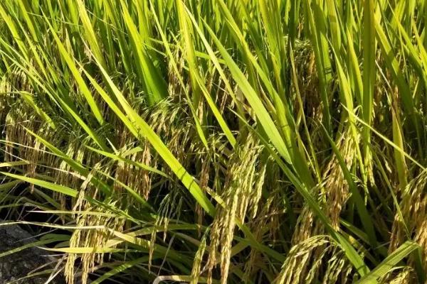 金稻3314水稻品种的特性，非转基因品种