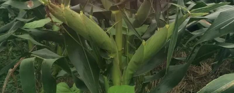 科祺507玉米种子介绍，中等肥力以上地块种植