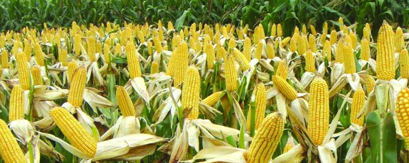 萃玉610玉米种子简介，5月下旬至6月中上旬播种