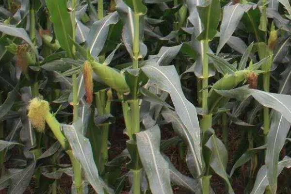 LPA608玉米品种简介，中等肥力以上地块栽培