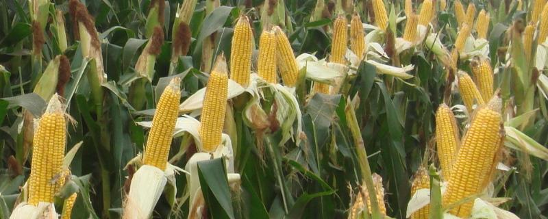 登海1959玉米种子特征特性，亩种植密度4500株