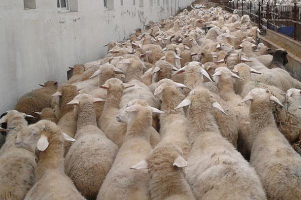 如何养殖羊，根据市场需求和当地环境来选择优良品质