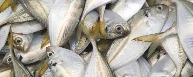 黄尾鱼怎么养殖，需提供丰富的天然饵料