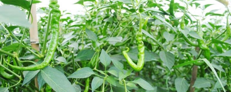 种植辣椒的注意事项，施肥、密度和温度都需要注意