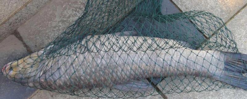 钓青鱼用什么饵料，螺蛳肉、蚌肉、蚬肉可直接挂钩