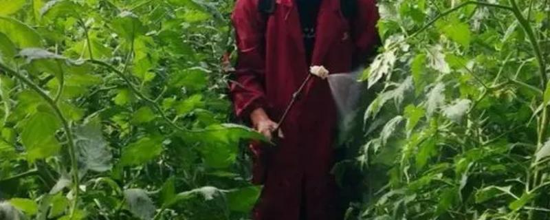 如何防治冬季蔬菜虫害，不同的病虫害的防治方法不同