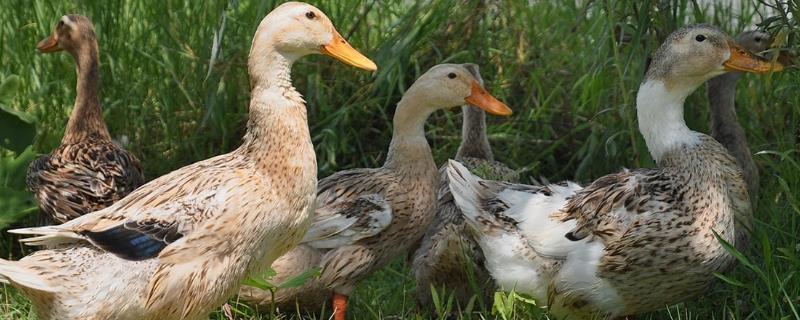 鸭子怎么辨别公母，可以通过外观、尾巴和肛门来分辨