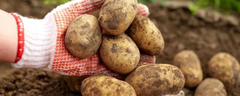 马铃薯的施肥方法，施肥以基肥为主