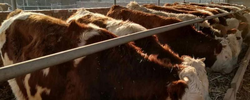 牛的饲料有哪些，常见的有牧草、农作物秸秆及糟粕饲料等