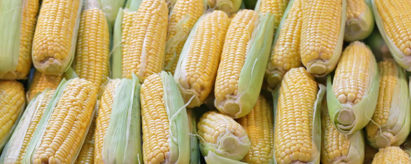 瑞育1号玉米种子特征特性，适宜播期4月下旬至5月上旬