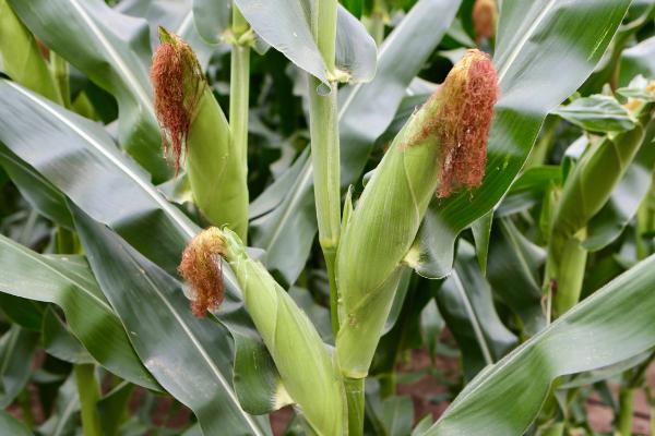 青卓2号玉米品种简介，适宜播期4月下旬至5月上旬