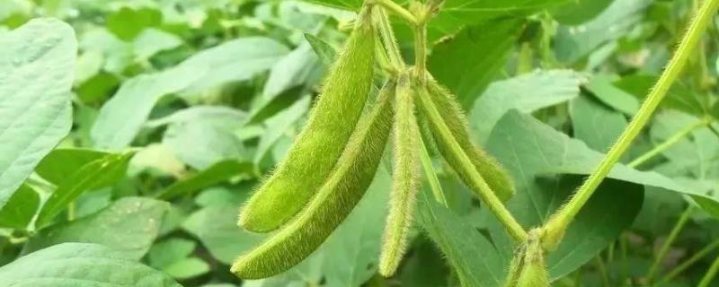 长豆36号大豆种子特征特性，中部夏播区生育期100天
