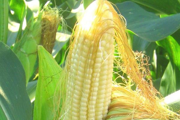 并单1806玉米种子特征特性，适宜播期4月下旬至5月上旬