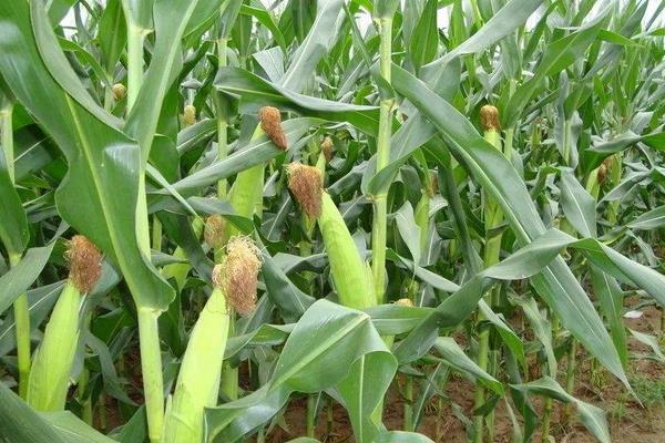 ZL199玉米种子特点，及时防治病虫草害