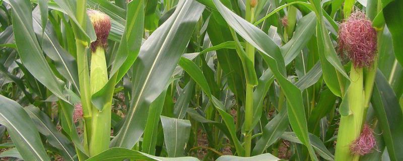 ZL199玉米种子特点，及时防治病虫草害