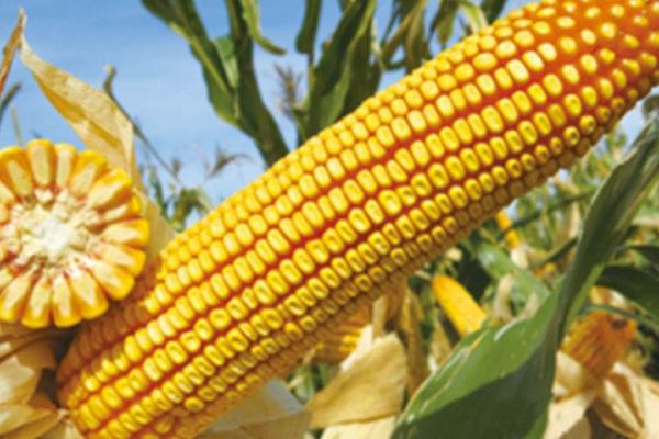 华皖279玉米品种的特性，中抗茎腐病