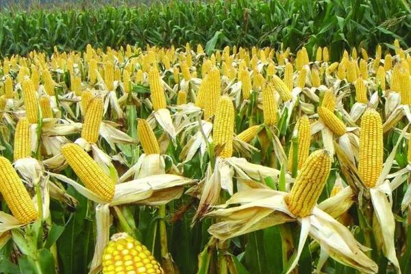 吉兆1号玉米品种的特性，密度大于4000株时