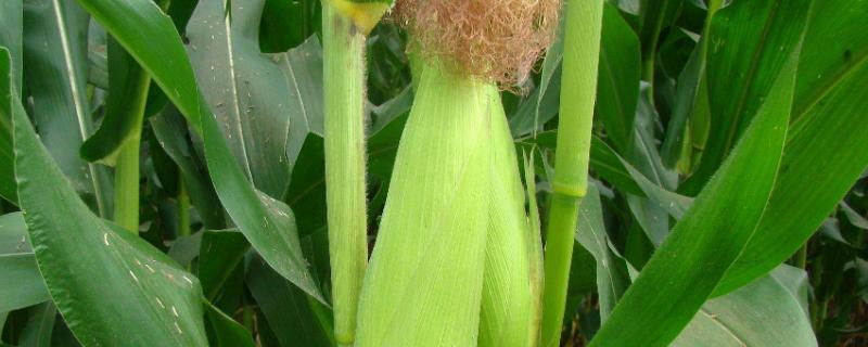 吉兆1号玉米品种的特性，密度大于4000株时