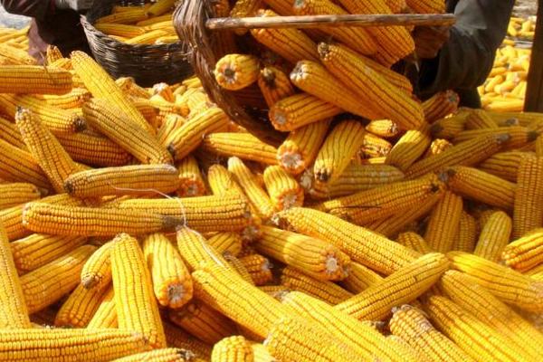 中农大623玉米品种的特性，适宜中等肥力以上地块种植