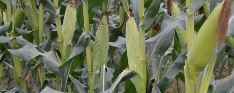 龙垦1807玉米种子特征特性，选择中等以上肥力地块种植