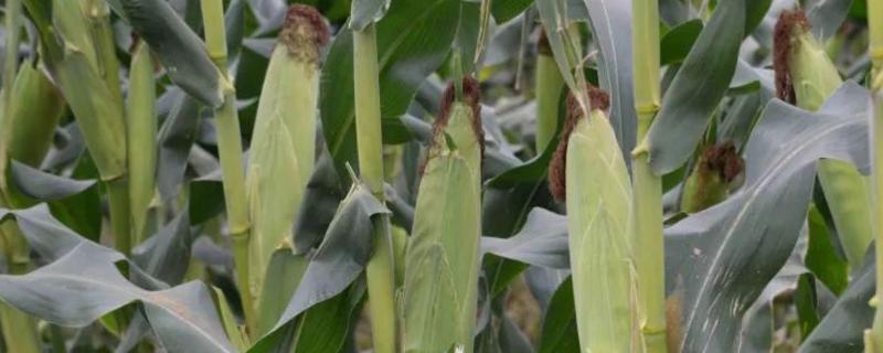 斯达糯49玉米品种的特性，该品种喜肥水