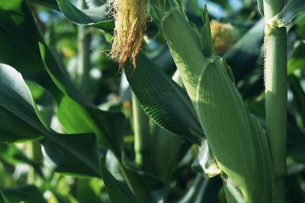 珍早2019玉米品种简介，注意防治南方锈病