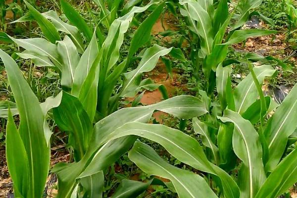 黔青801玉米种子简介，播种前每亩施用30千克复合肥