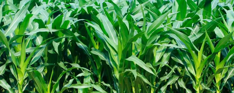 黔青801玉米种子简介，播种前每亩施用30千克复合肥