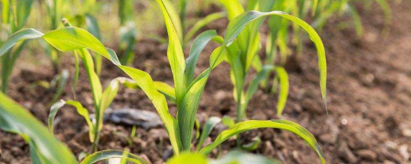 斯达甜231玉米品种简介，春播种植